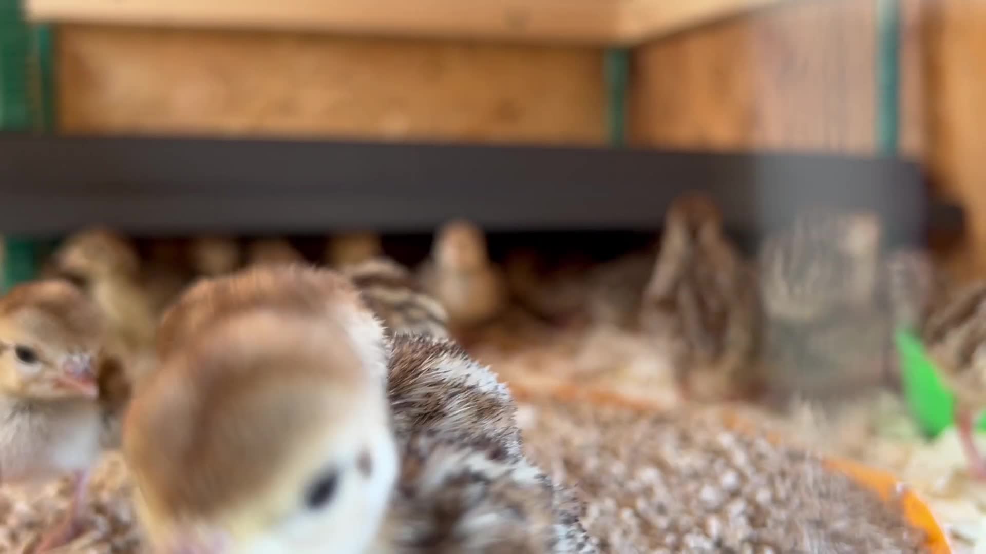 Patridge poultry for sale: Red Legged Partridge - Video 1