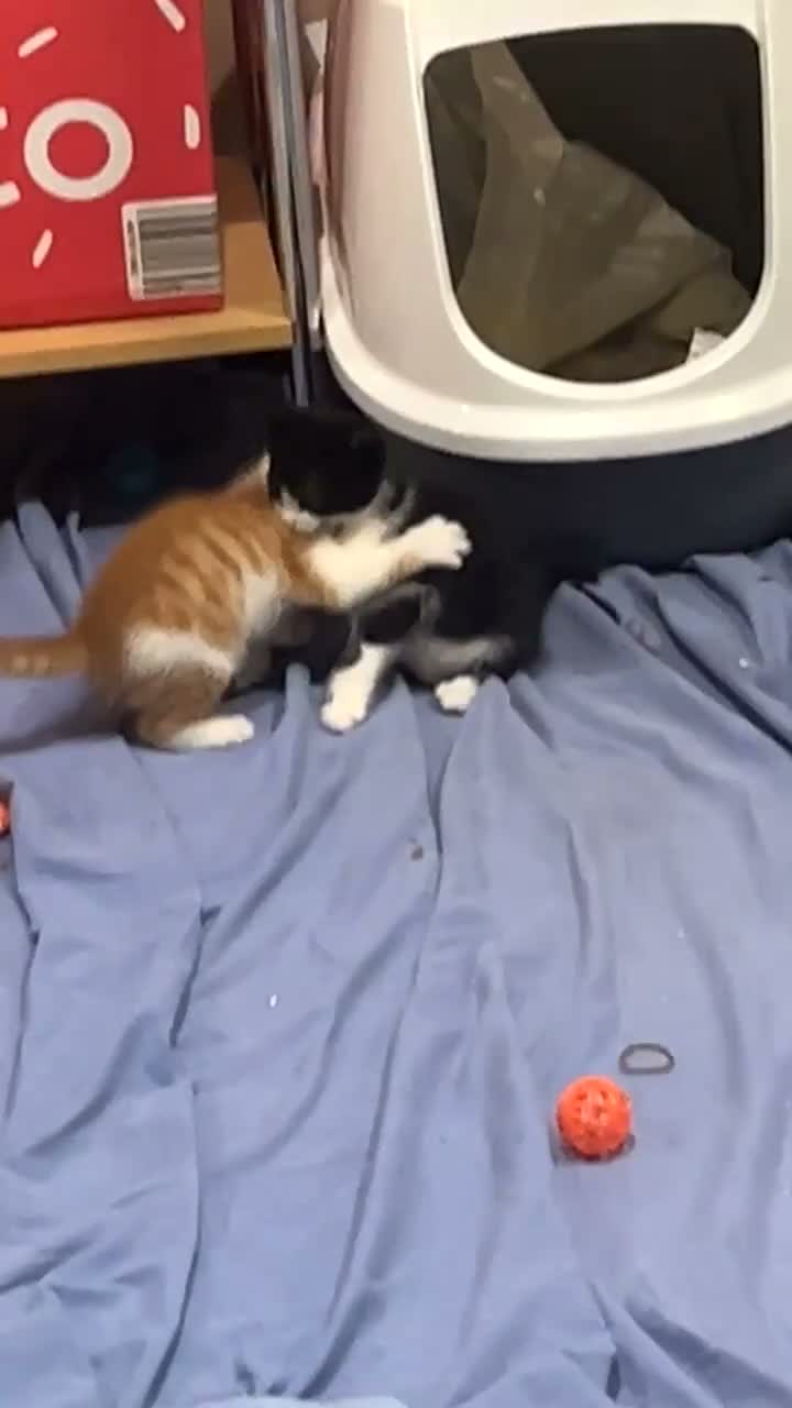 Domestic Shorthair cats for sale: Beautiful Energetic Tuxedo Boy — 10 Weeks Old! in Isleworth - Video 1