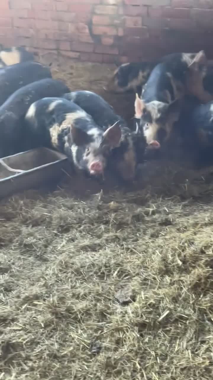 Pig livestock for sale: Gloucester old spot x Berkshire  - Video 1