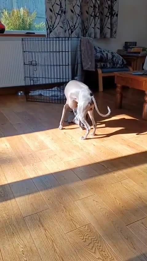 Italian Greyhound dogs for sale: Beautiful Italian greyhounds - Video 2