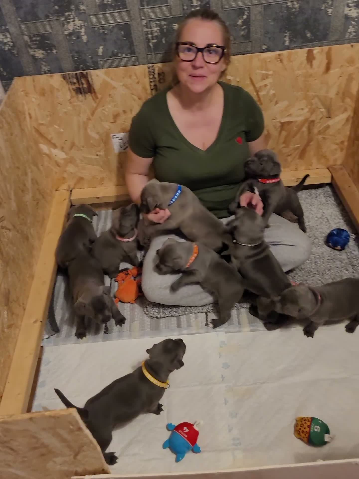 Staffordshire Bull Terrier dogs for sale: I have a beautiful Staffy puppy left.  - Video 2