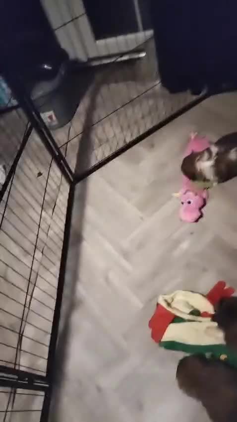 Shih Tzu dogs for sale: Half Imperial Shihtzu Pups (Karashishi Lines)  - Video 1