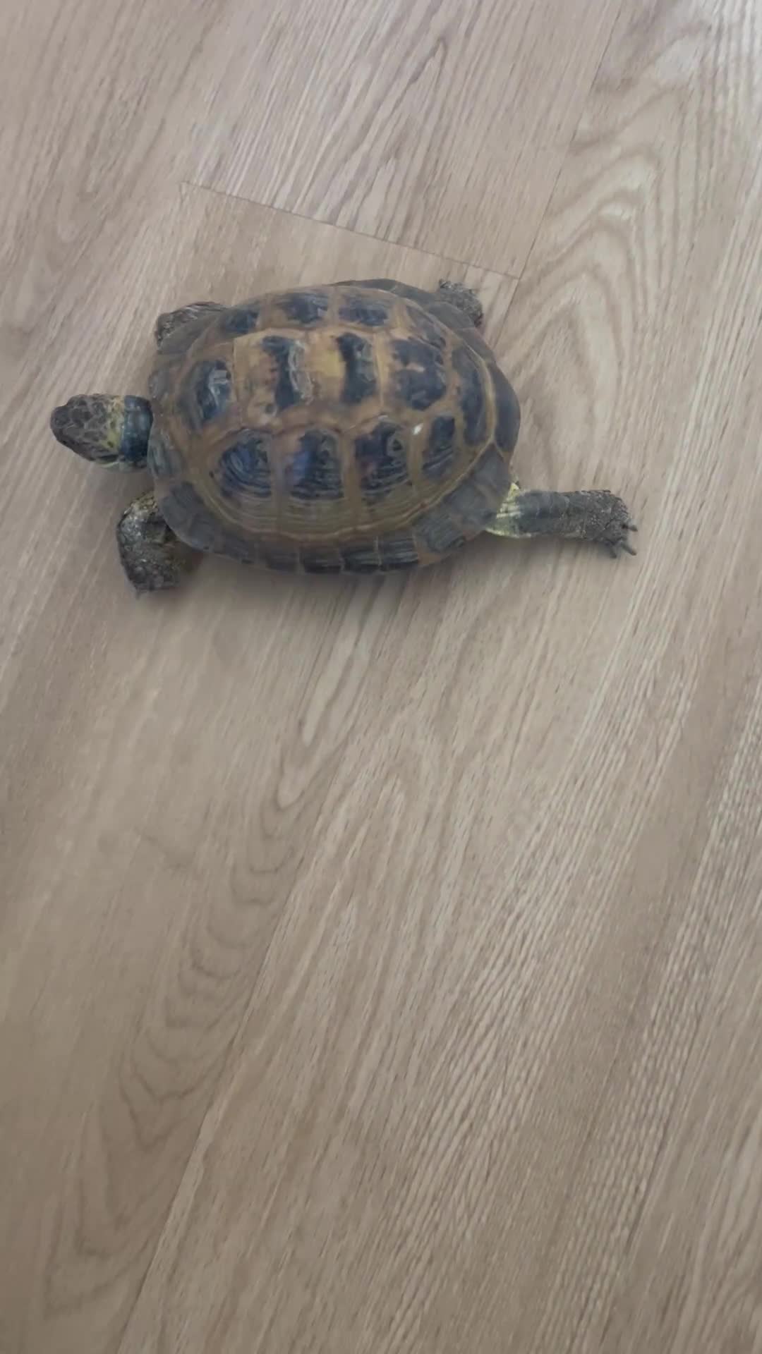 Tortoise reptiles for sale: Female Horsefield approx 5 years  in Wakefield - Video 1