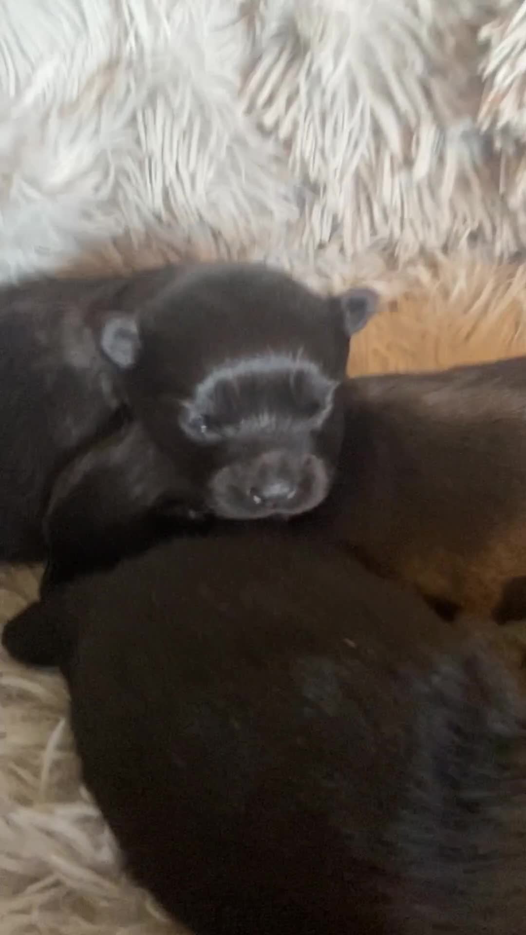 Pomeranian dogs for sale: Black Pomeranian puppies  - Video 1