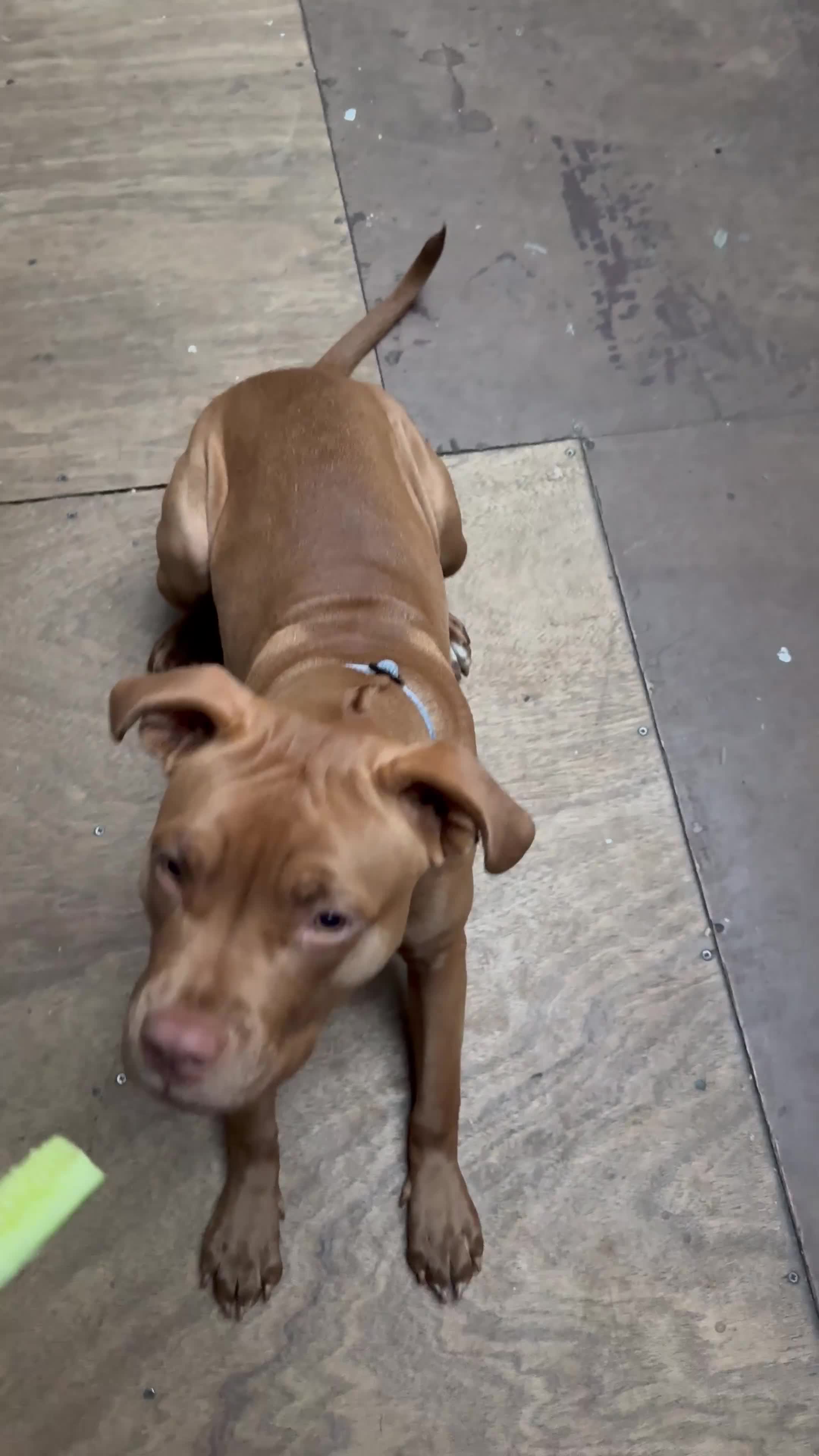 Mixed Breed dogs for sale: Seeking forever home for the sweetest girl  - Video 1