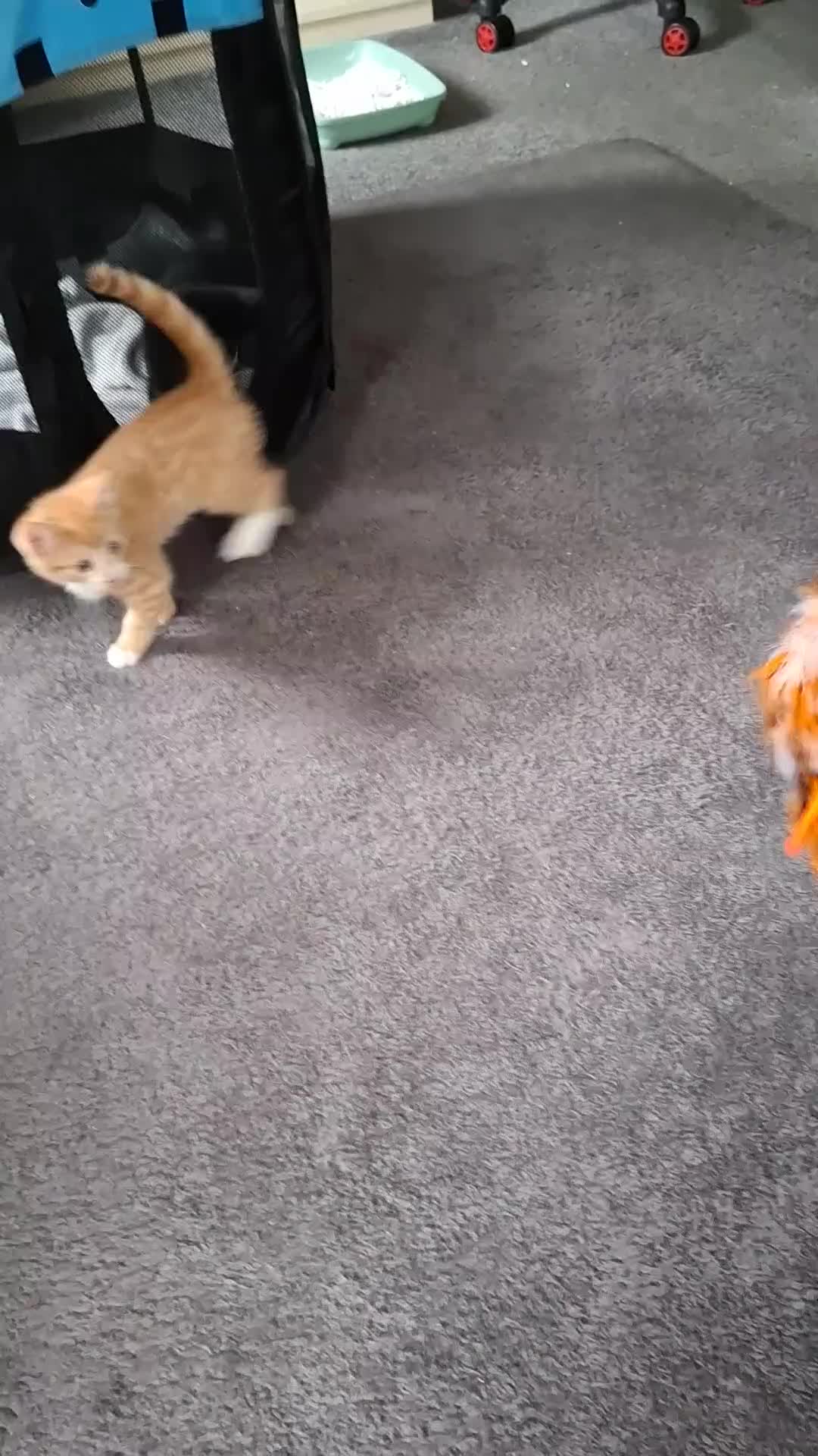 Mixed Breed cats for sale: Stunning Ginger Male kitten - Video 1