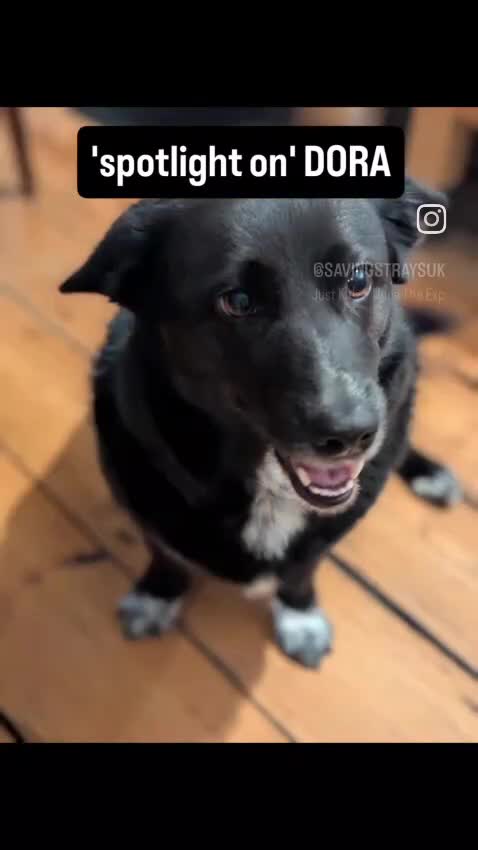 Mixed Breed dogs for adoption: Dora  - Video 1