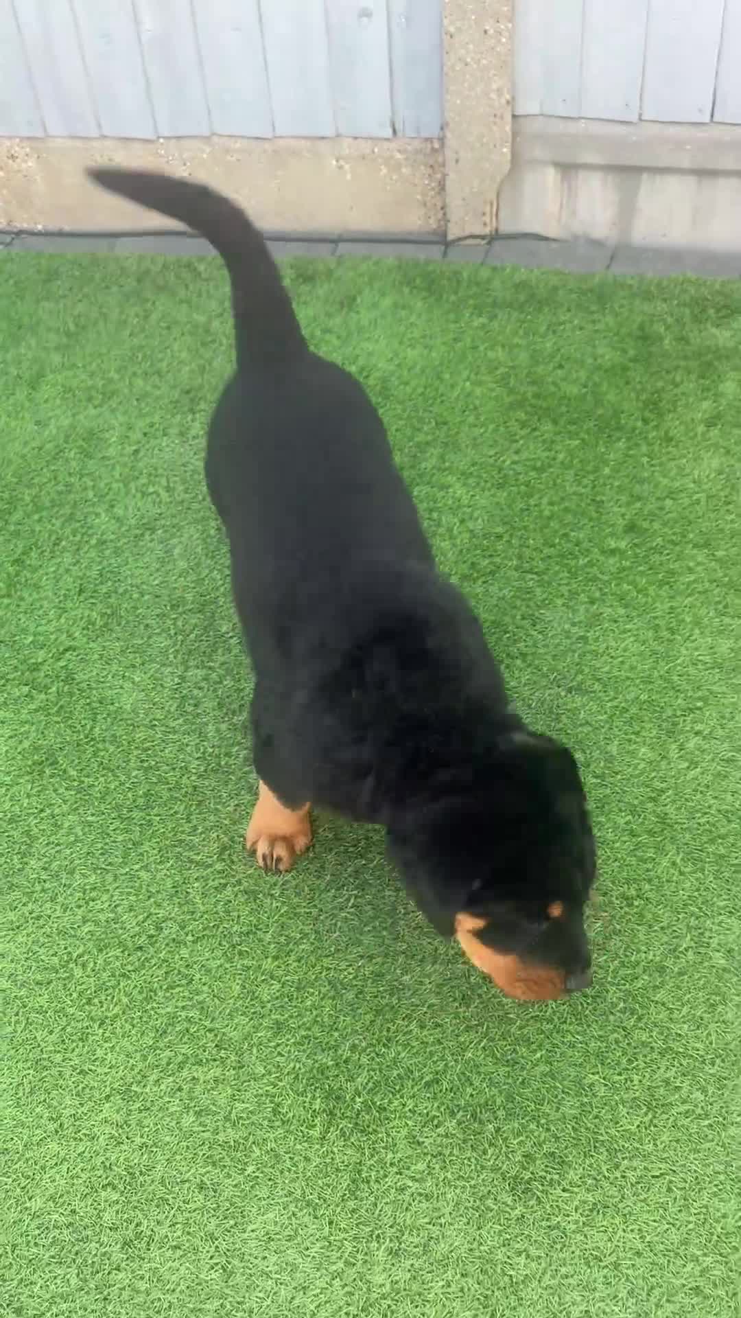 Rottweiler dogs for sale: OUTSTANDING QUALITY GERMAN ROTTWEILER PUPPIES  - Video 1
