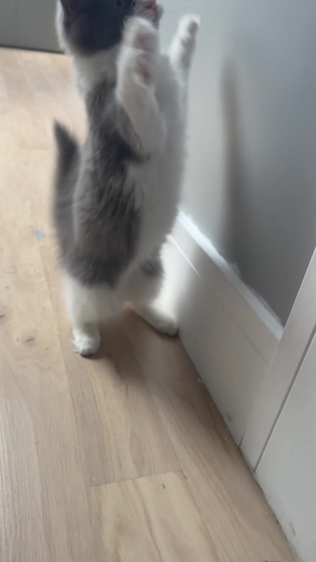Mixed Breed cats for sale: Beautiful Long-Haired Ragdoll Cross Kitten - Video 1