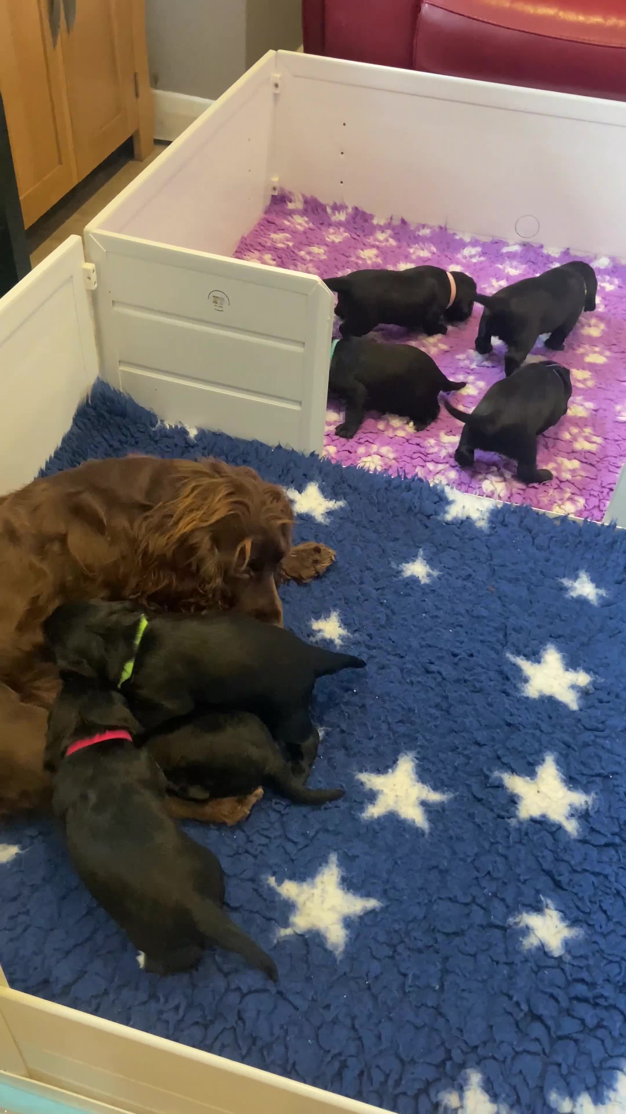 Cocker Spaniel dogs for sale: KC Working Cocker Spaniel Puppies - Video 1