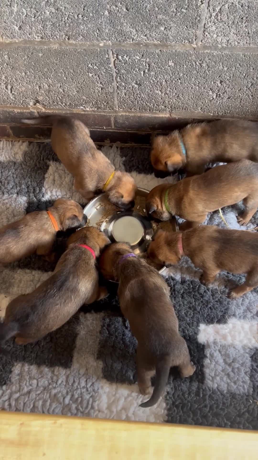 Belgian Shepherd Dog dogs for sale: Beautiful Belgian Malinois puppies - Video 2