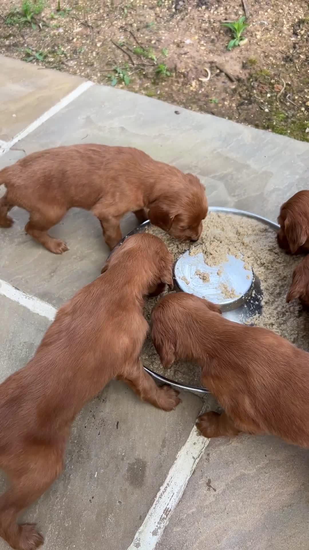 Irish Setter dogs for sale: Irish Setter DOG Pup - KC reg £1050 in Huddersfield - Video 2