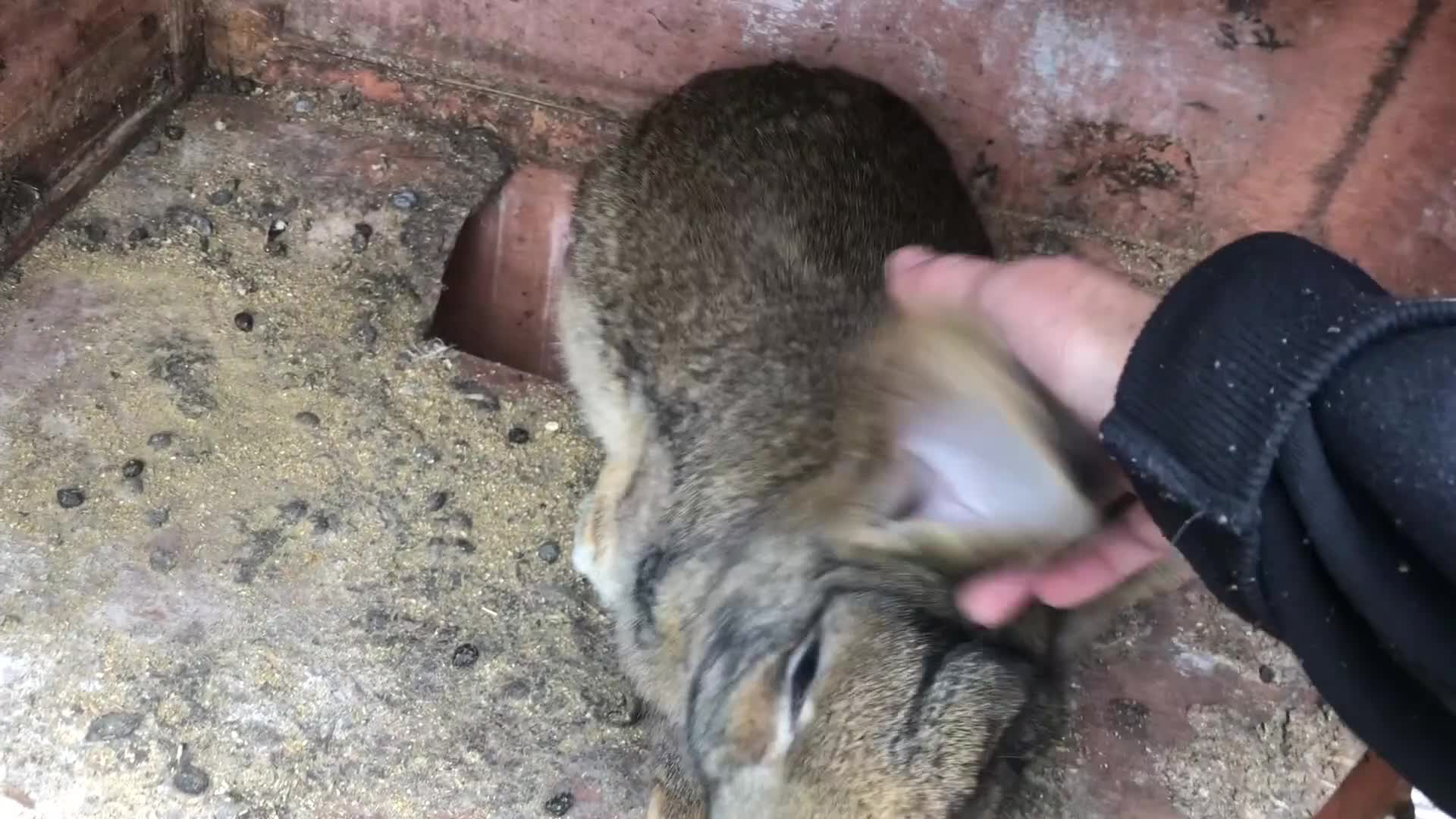 Continental Giant rabbits for sale: Continental Giant Buck Vaccinated Agouti Rabbit  - Video 1
