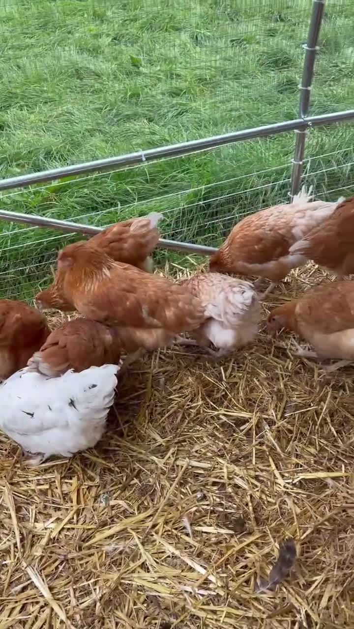 Chickens poultry for sale: Point of lay hybrid pullets (hens) - Video 1