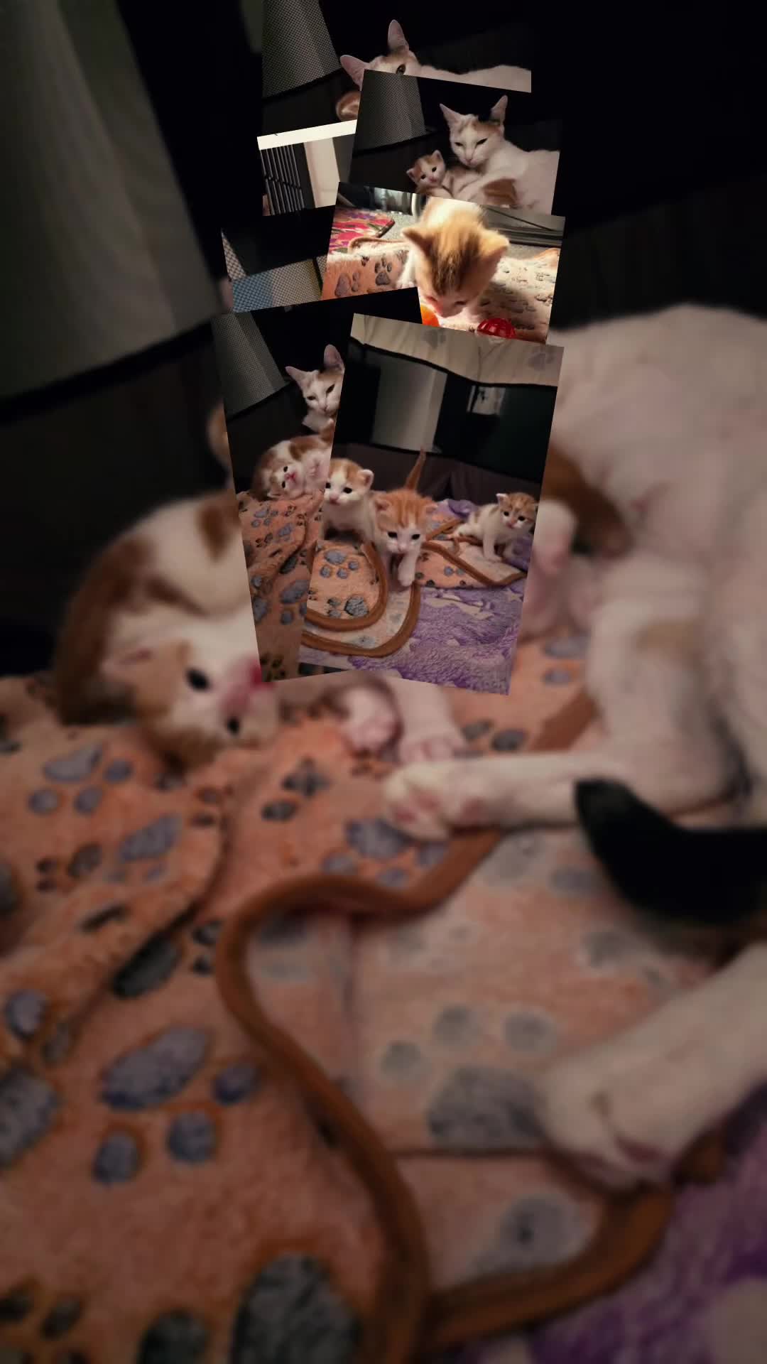 Mixed Breed cats for sale: 2 male kittens for sale  - Video 1