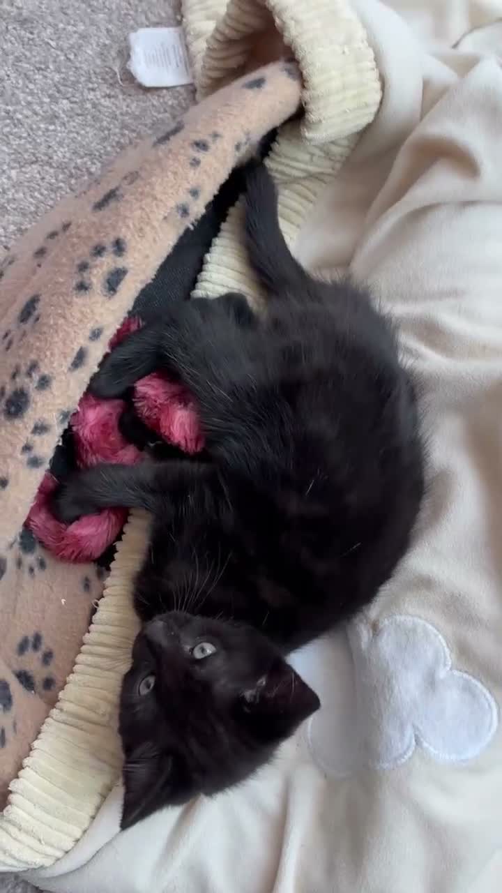 Mixed Breed cats for sale: Two gorgeous boys - Video 2