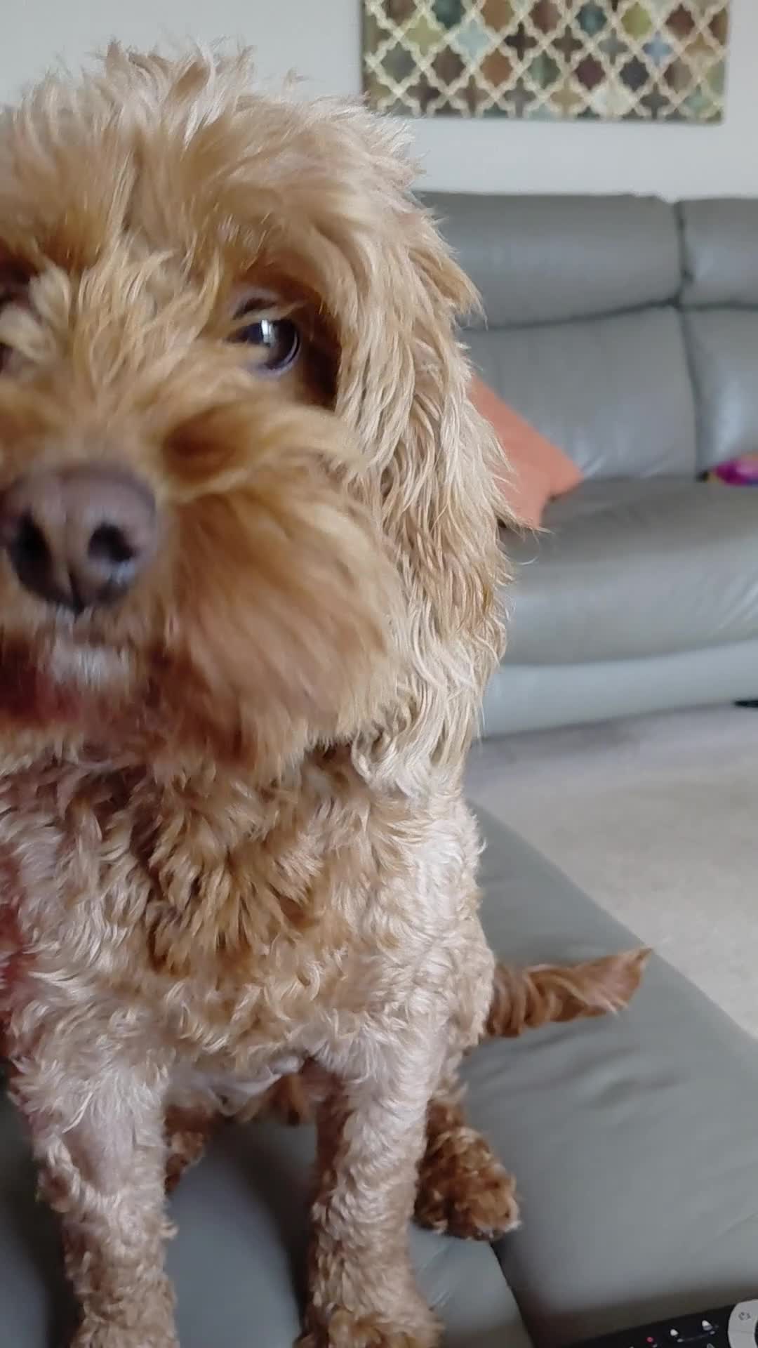 Mixed Breed dogs for sale: F1b Cockapoo - Video 3