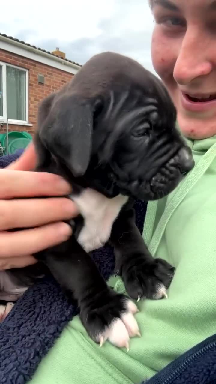 Mixed Breed dogs for sale: Cane corso puppys - Video 1