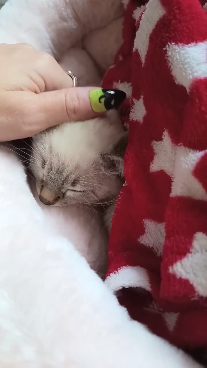 Ojos Azules cats for sale: Gorgeous Girl! Blue Eyed Kitten  - Video 1