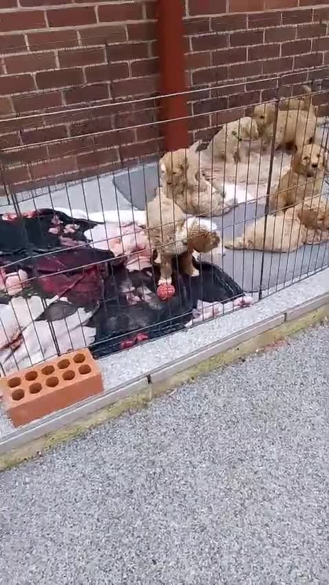 Goldendoodle dogs for sale: Goldendoodle puppies - Video 1