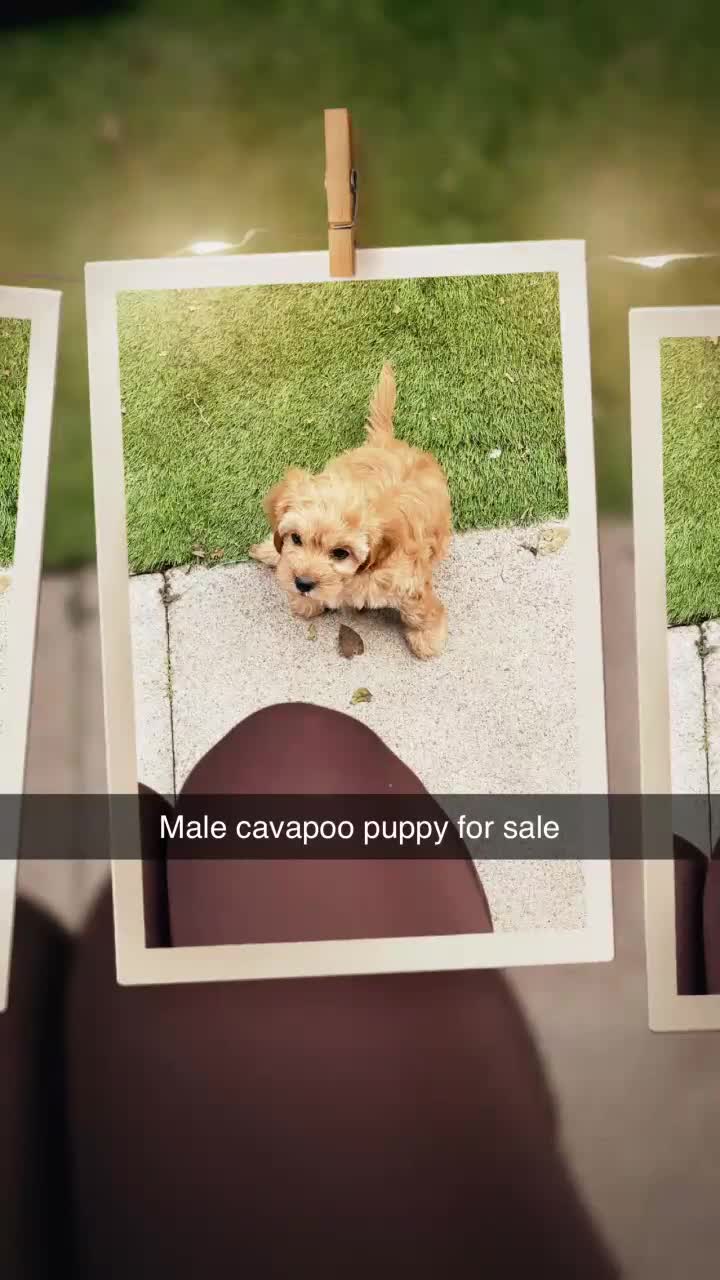 Cavapoo dogs for sale: One beautiful apricot male cavapoo puppy for sale - Video 1