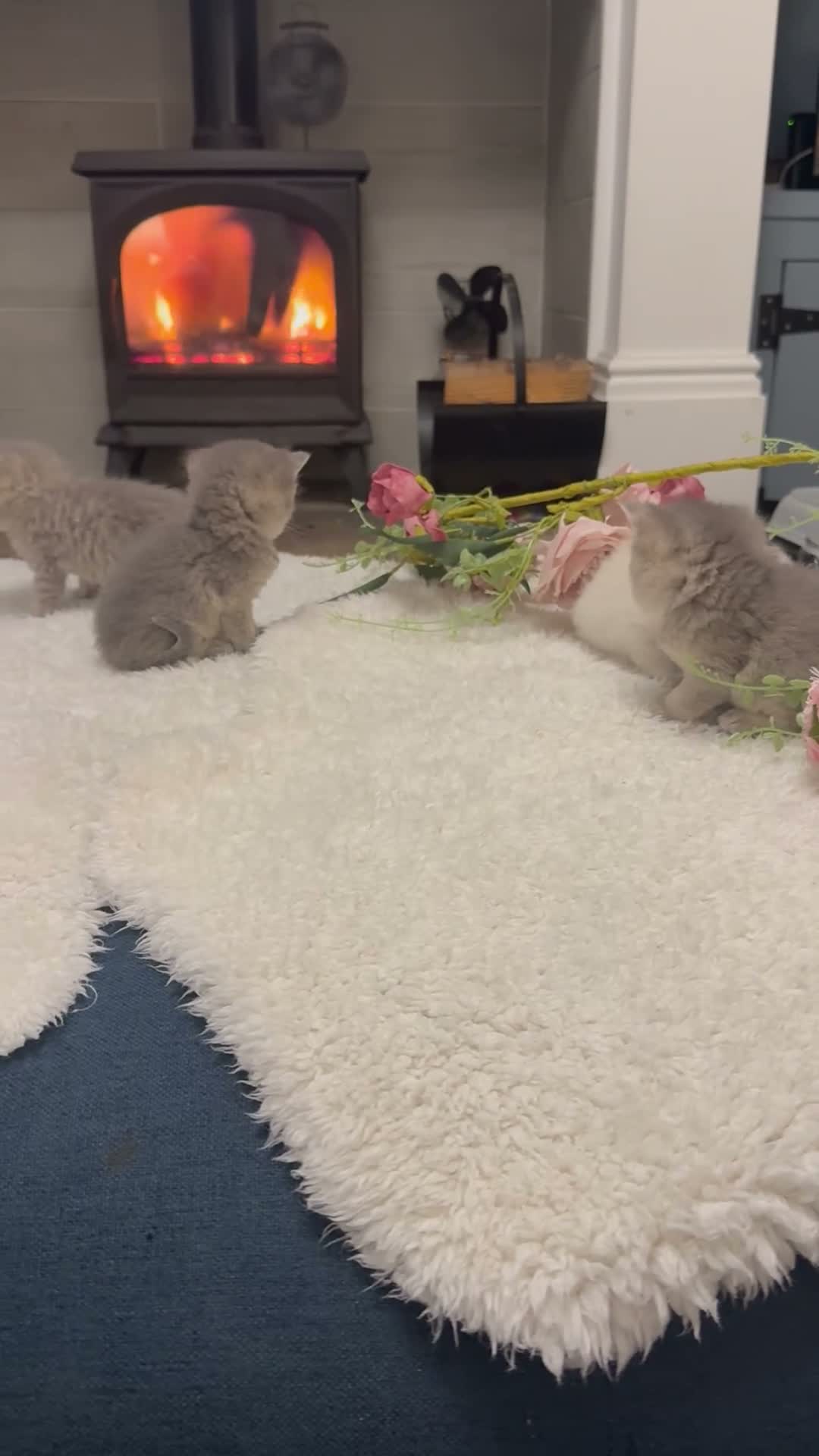 British Longhair cats for sale: GCCF Registered Pedigree British Longhair Kittens - Video 1