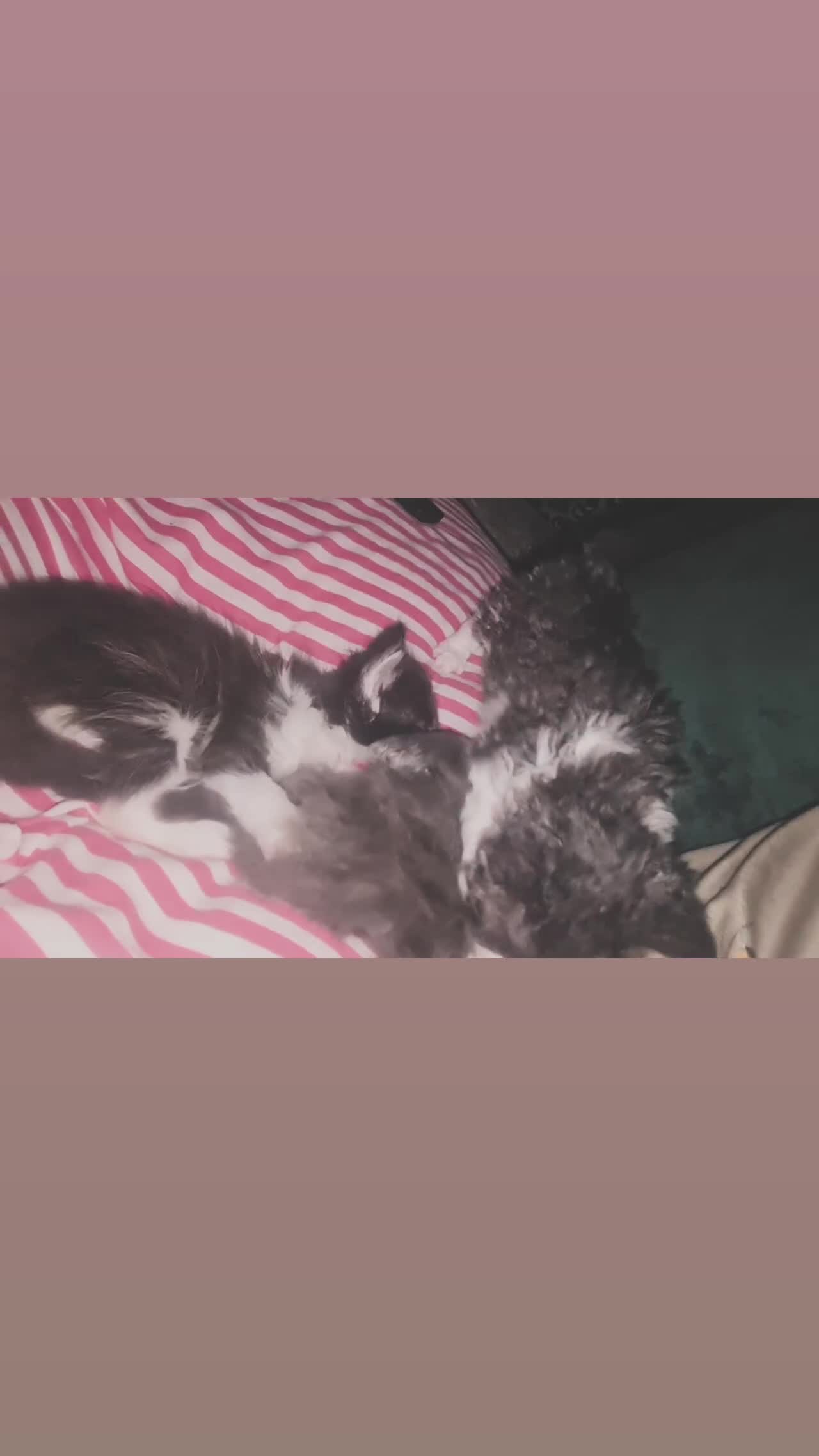 Mixed Breed cats for sale: Fabulous trio  - Video 2