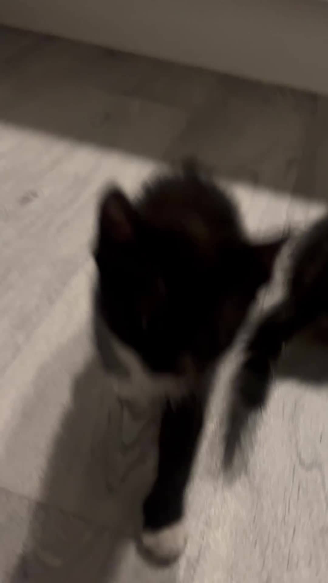 Mixed Breed cats for sale: Kittens for Sale £50 per kitten  - Video 1