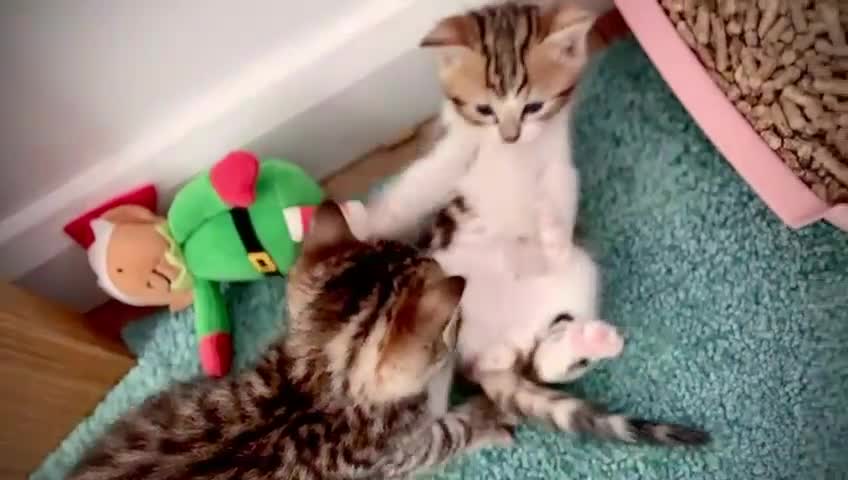 Ragdoll cats for sale: 🌟 Ragdoll x Bengal – Exquisite Baby Kittens 🌟 - Video 2