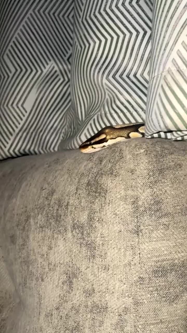 Python Snake reptiles for sale: 2 snakes (corn + royal python)  - Video 4