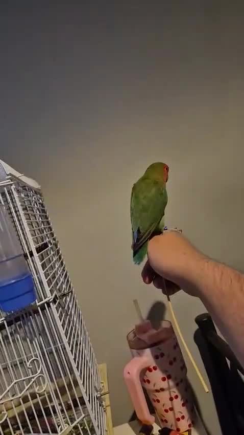Lovebirds birds for sale: Male lovebird peach faced in Oldham - Video 1