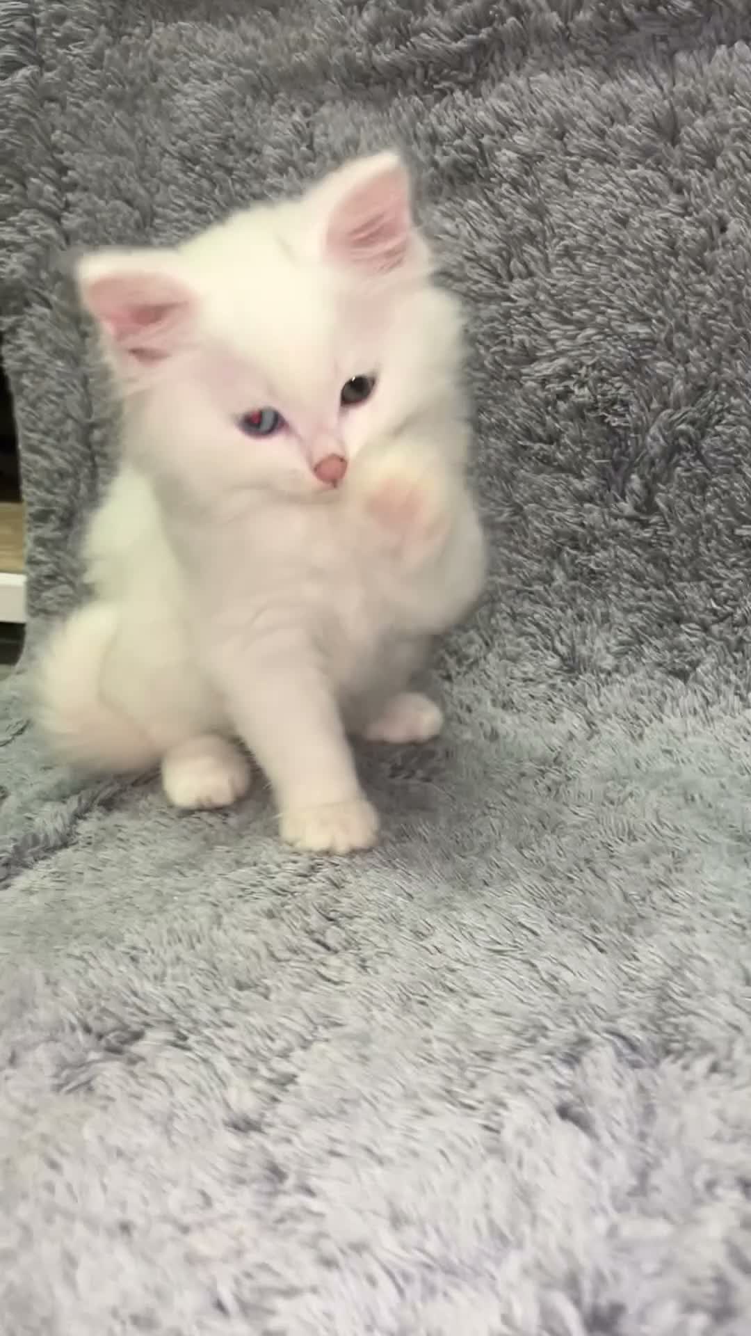 Turkish Angora cats for sale: Turkish Angora Long-hair kittens - Video 2