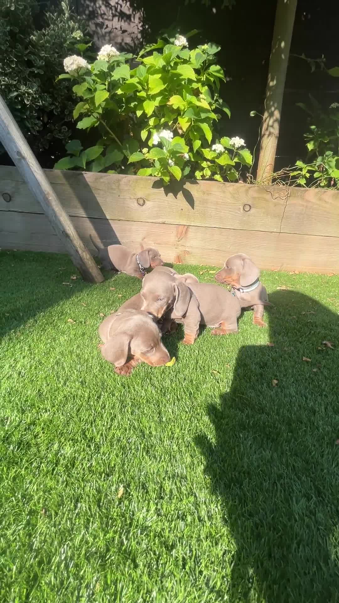Miniature Dachshund dogs for sale: 3 LEFT- READY TO LEAVE ❤️ Mini Dachshund puppies! - Video 1