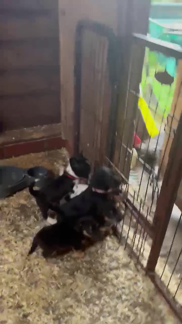 Mixed Breed dogs for sale: 5 stunning tiny miniature Chihuahua X terrier - Video 1