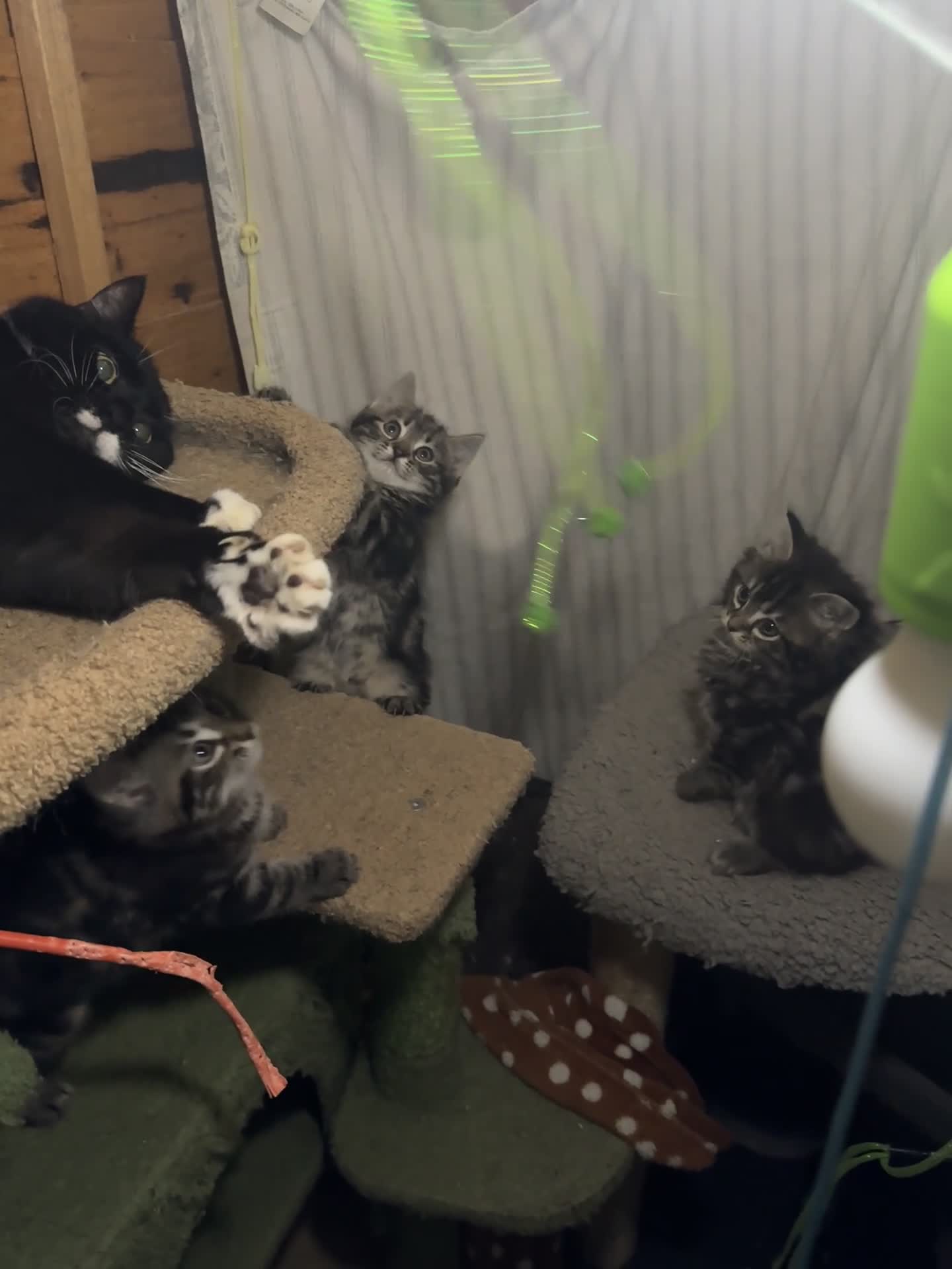 Mixed Breed cats for sale: 5 gorgeous fluffy tabby kittens  - Video 2