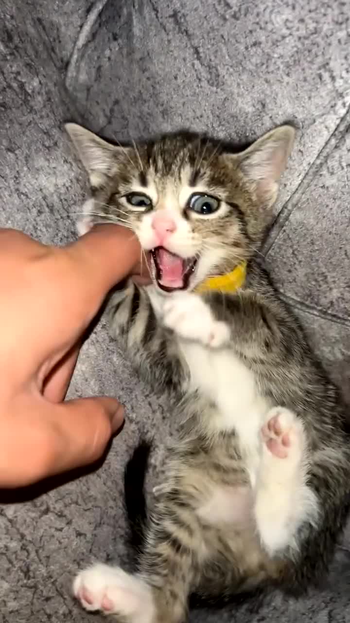 Domestic Shorthair cats for sale: Classic golden tabby kittens Full breed - Video 3