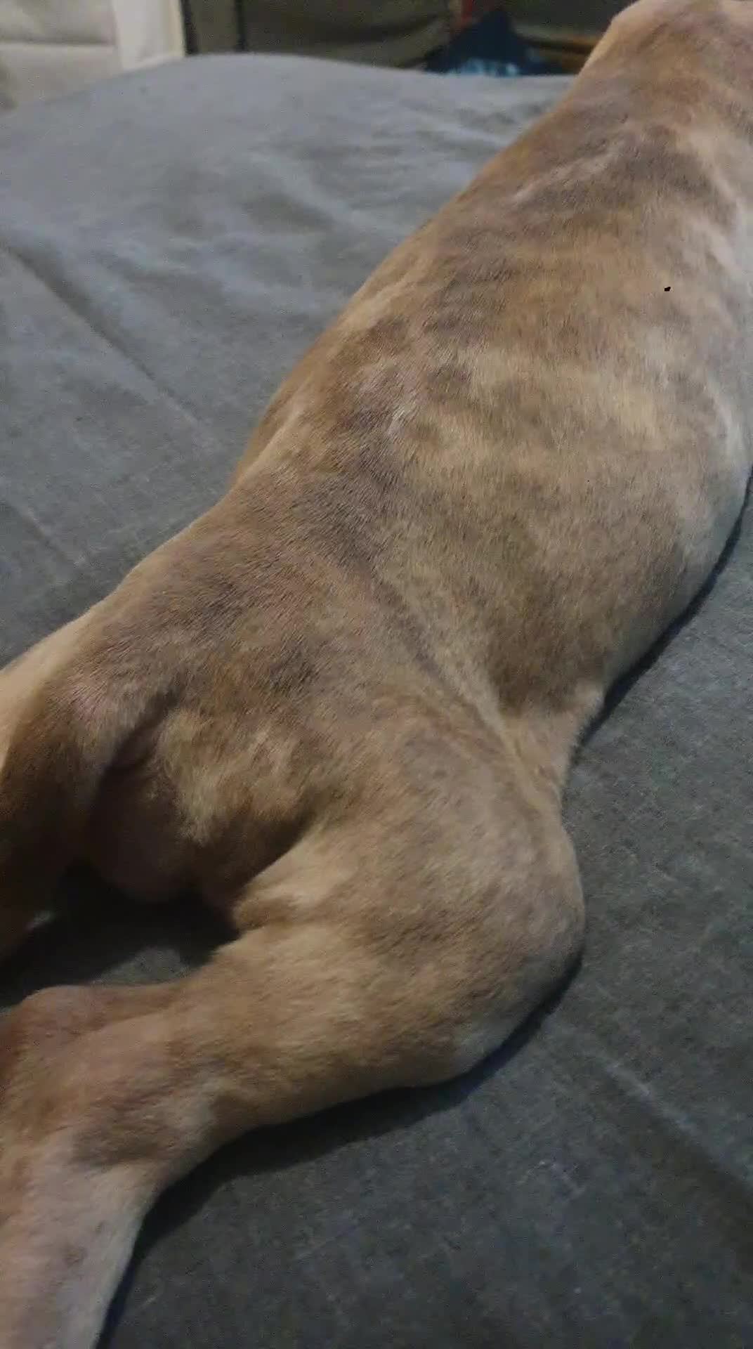Mixed Breed dogs for sale: Bullbermans Looking for something different???  in Slough - Video 2