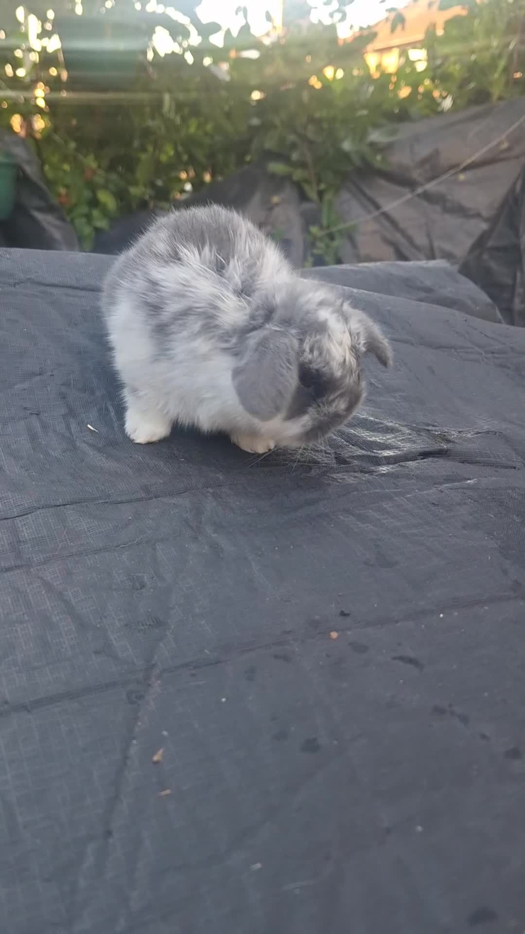 Mini Lop rabbits for sale: Beautiful purebred mini lop eared kits  - Video 4