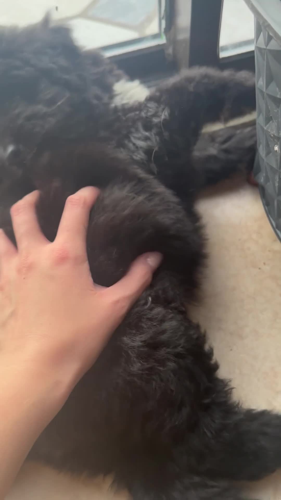 Bernedoodle dogs for sale: 🐾🐶 Stunning chunky bernedoodle babies 🐶🐾 - Video 2