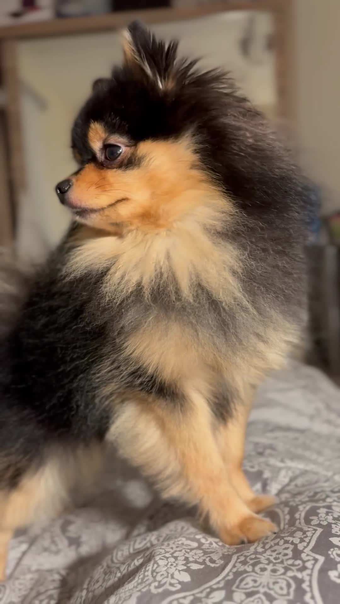 Pomeranian dogs for sale: Loving, Well-Trained Dog Looking for a New Home - Video 1