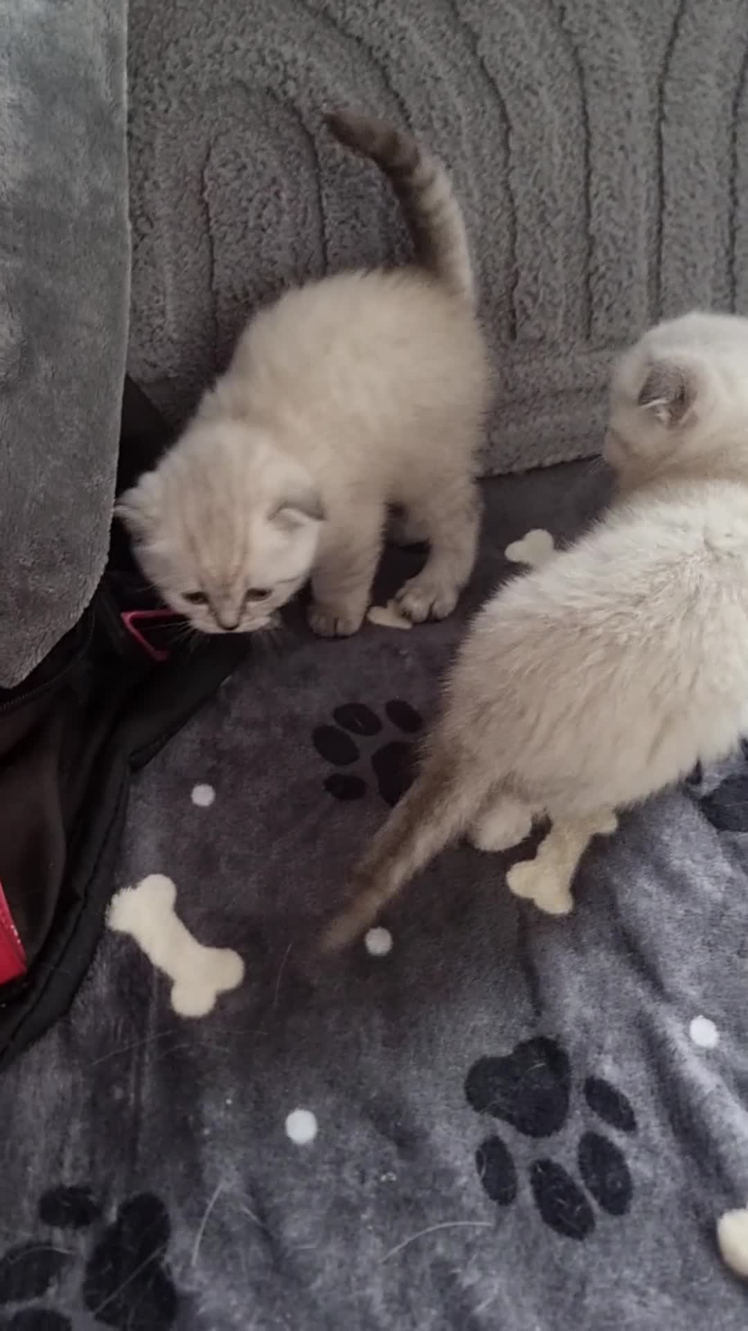 Scottish Fold cats for sale: Scottish Straight and Scottish Fold  - Video 2