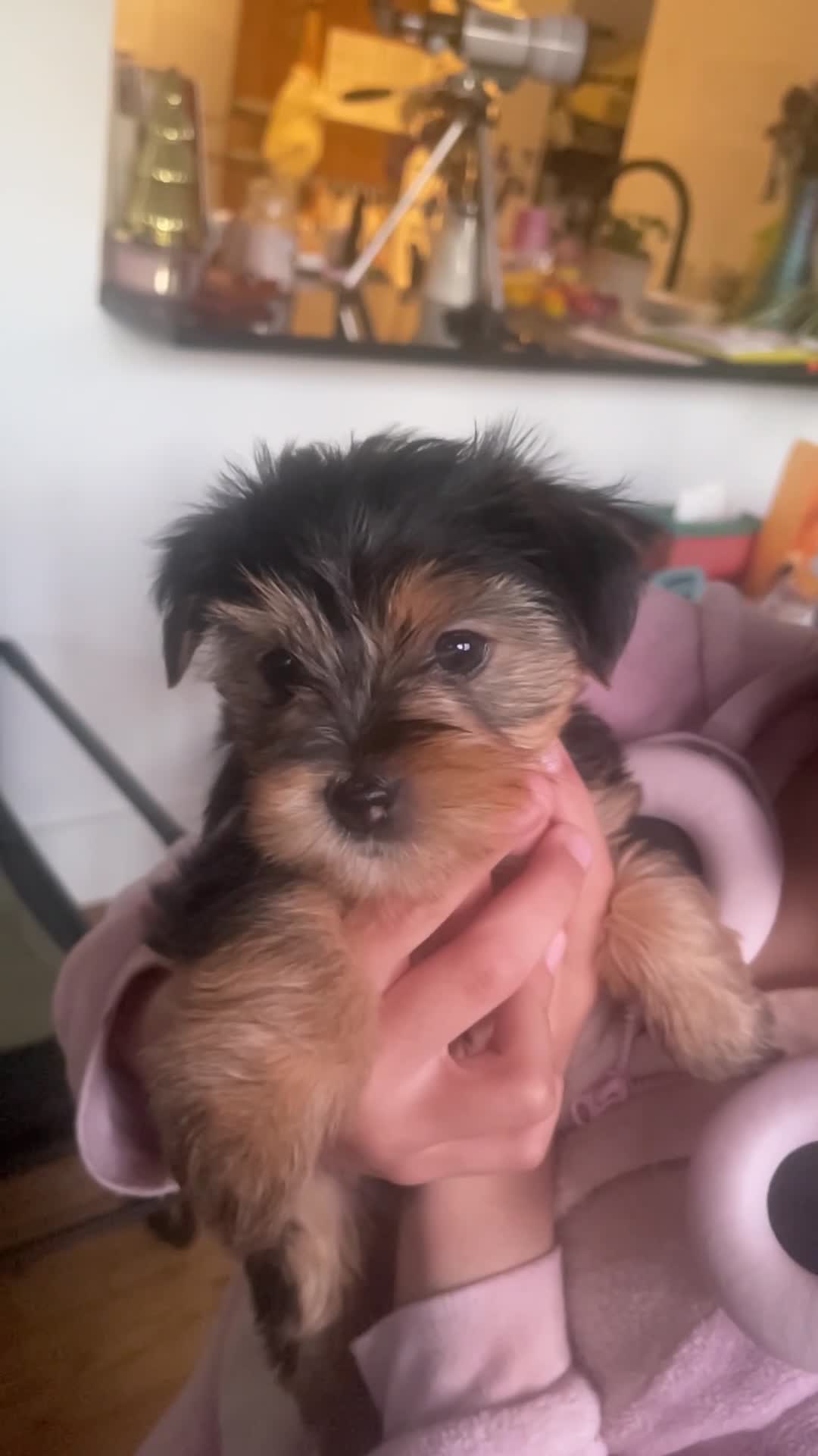 Yorkshire Terrier dogs for sale:  5- Adorable Yorkshire Terrier Puppies  in Croydon - Video 2