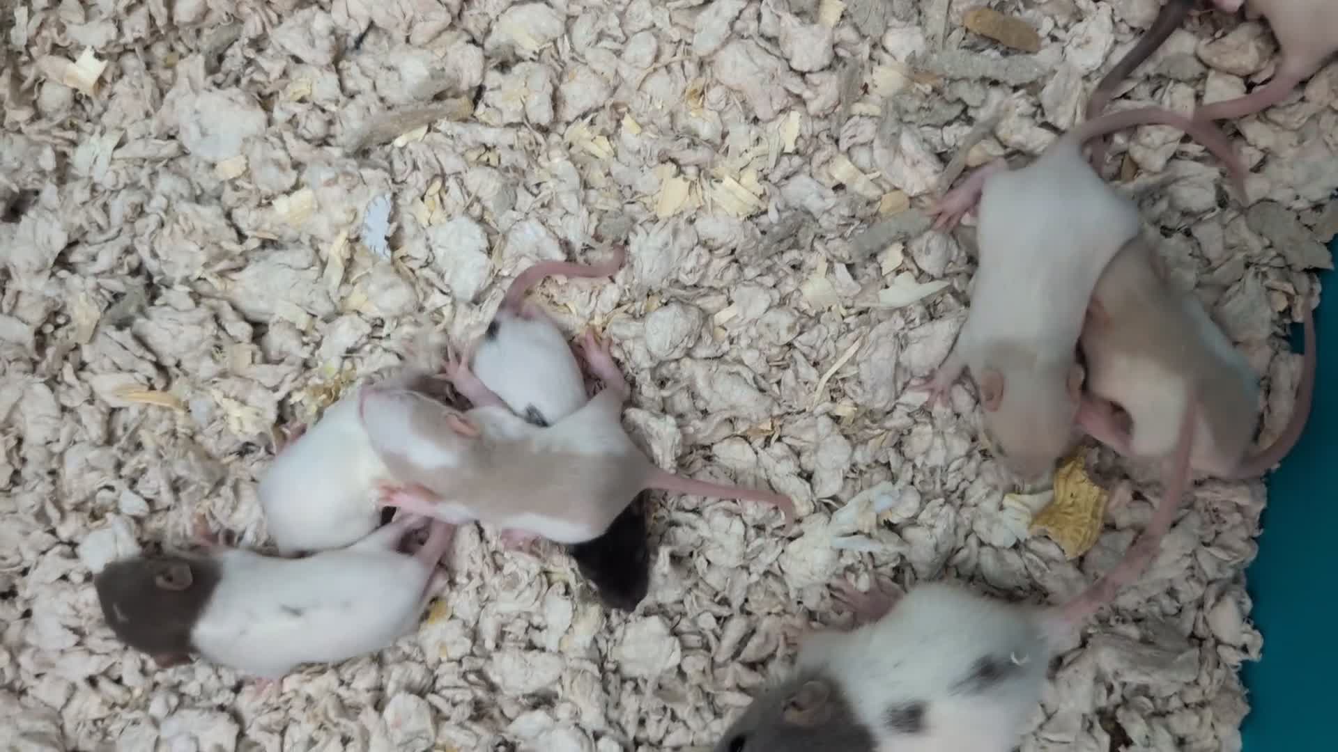 Rat rodents for sale: Adorable Baby Rats, ready from 16 January. - Video 1