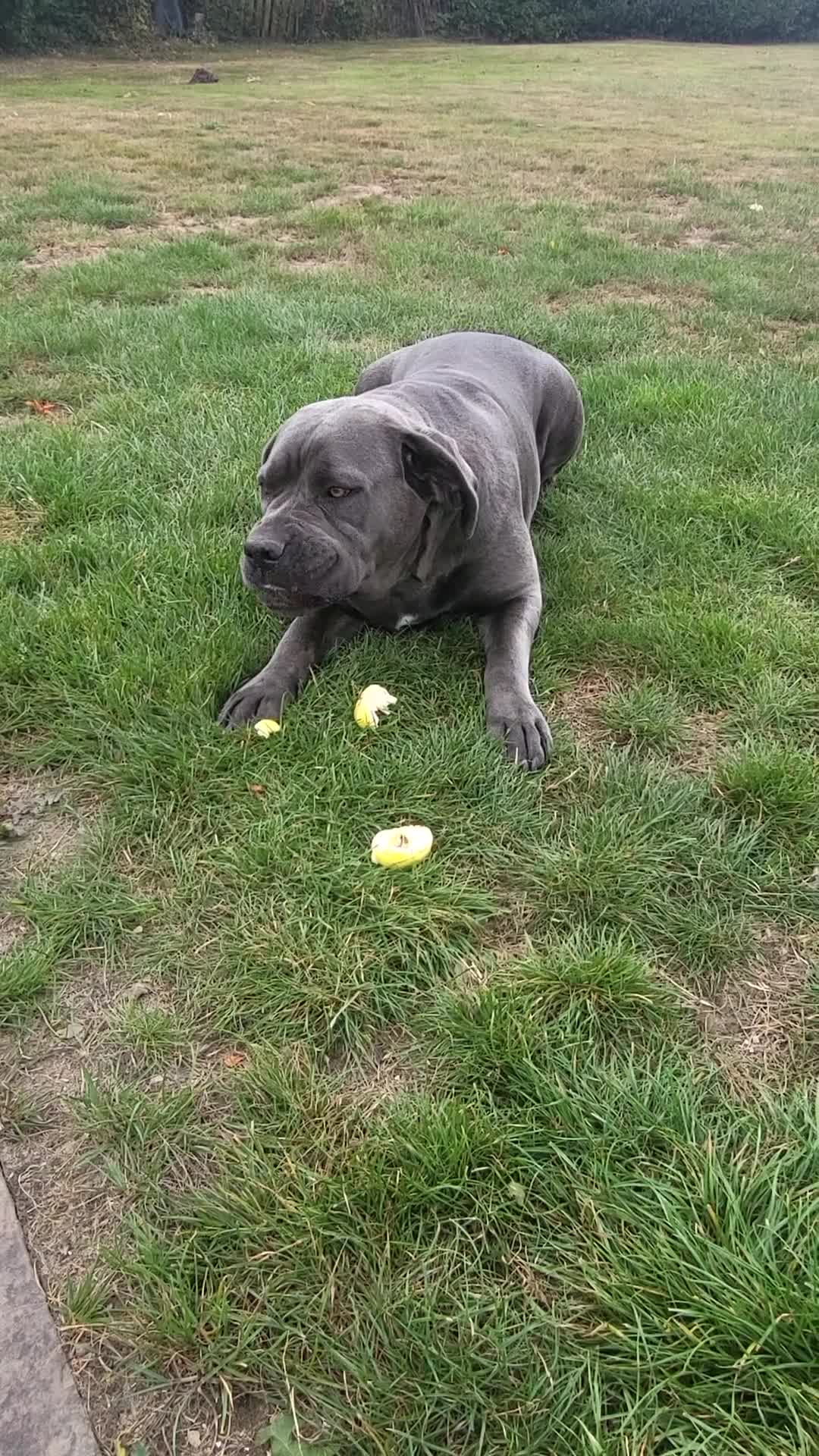 Cane Corso dogs for sale: Dutchess blue cane corso  - Video 1