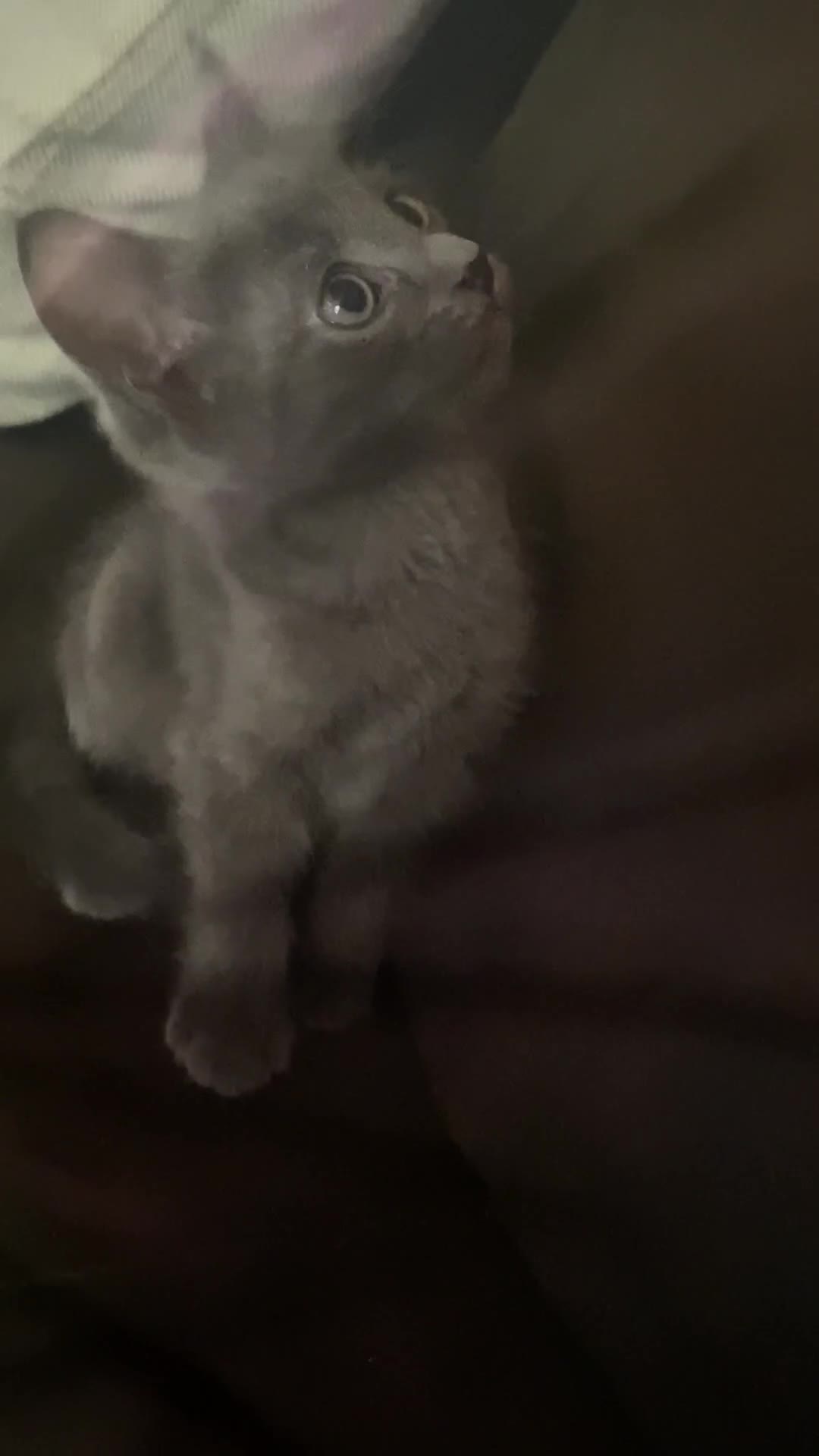 Chartreux cats for sale: Chartreux Male kitten 8 weeks old  - Video 2