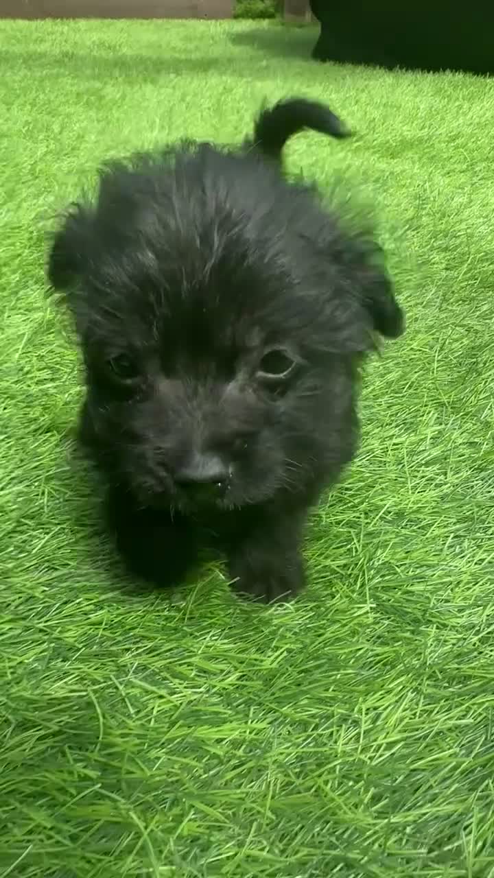 Jackapoo dogs for sale: 4 month old jackapoo - Video 1