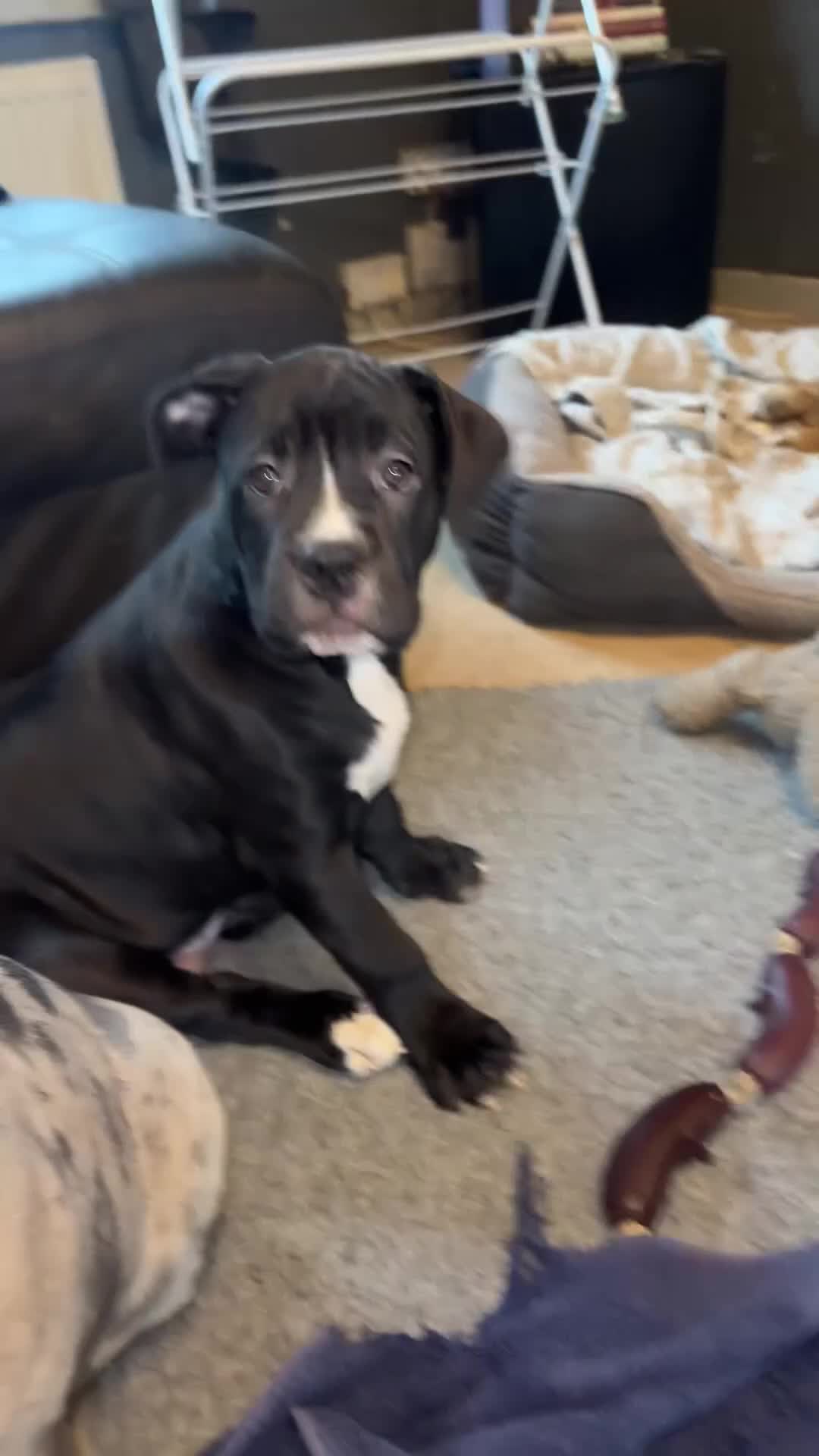 Mixed Breed dogs for sale: Stunning girl looking for forever home  - Video 1