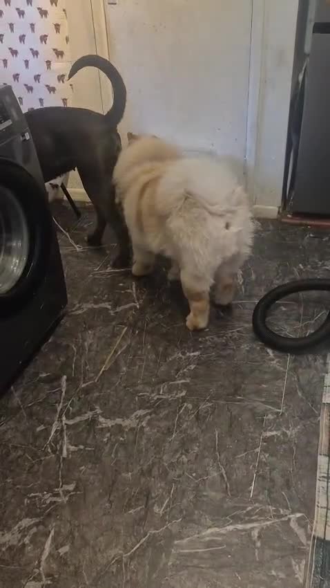 Cane Corso dogs for sale: Nyla  - Video 1