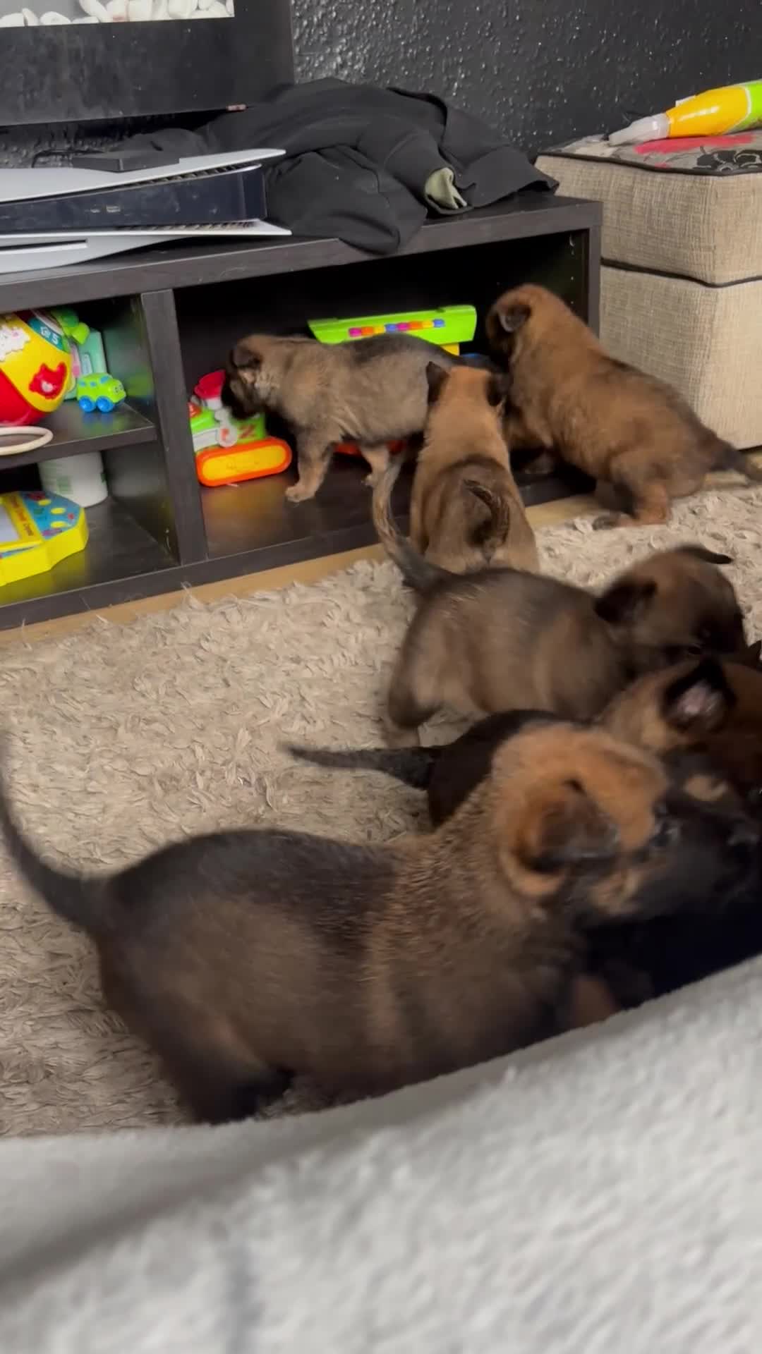 Belgian Shepherd Dog dogs for sale: Belgian shepherd pups - Video 1