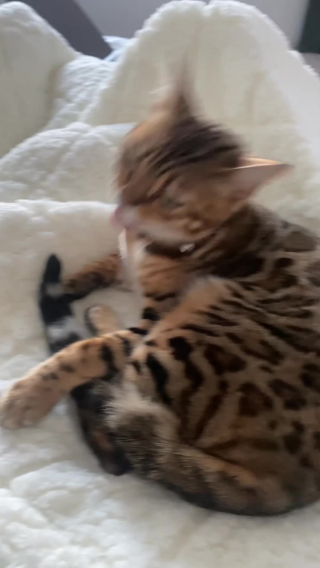 Bengal cats for sale: Sweet Bengal girl  - Video 1